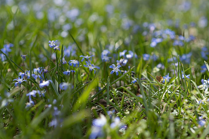 azul, jardins de Sherwood, flores, flor, Maryland, jardim, Parque