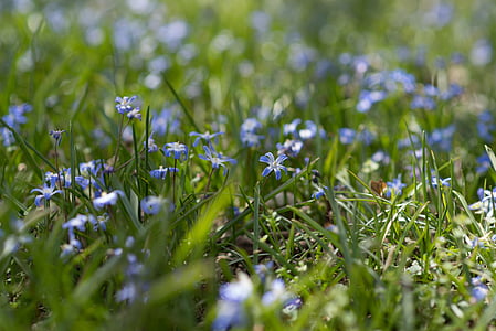 blau, jardins de Sherwood, flors, flor, Maryland, jardí, Parc