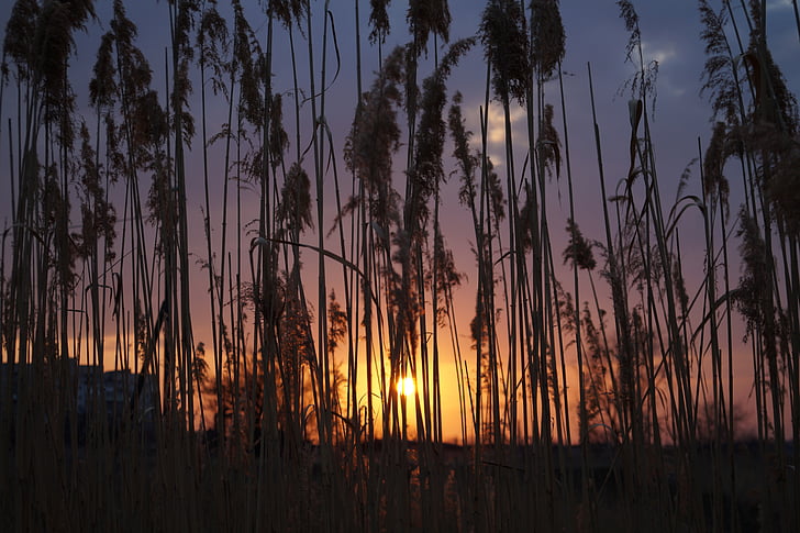 Reed, matahari, musim semi