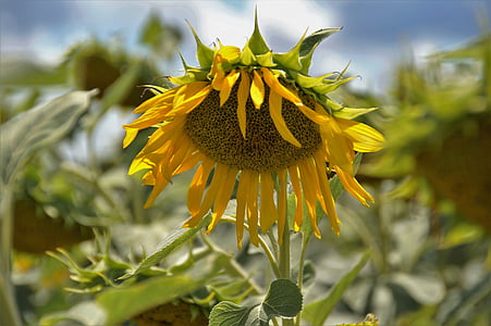 sunflower, flower, yellow, flower of sunflower, summer, seeds, economic plant