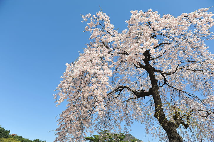 cherry blossom, spring, sky, blue sky, forbidden city