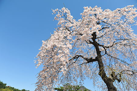 Sakura, musim semi, langit, langit biru, Kota terlarang