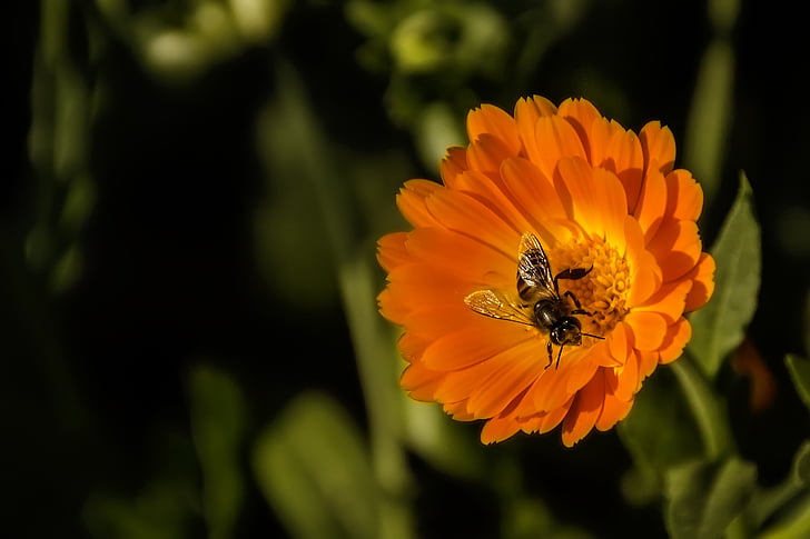 abeille, fleur, printemps, macro, nature, pollen, nectar