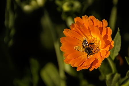 včela, květ, jaro, makro, Příroda, pyl, nektar