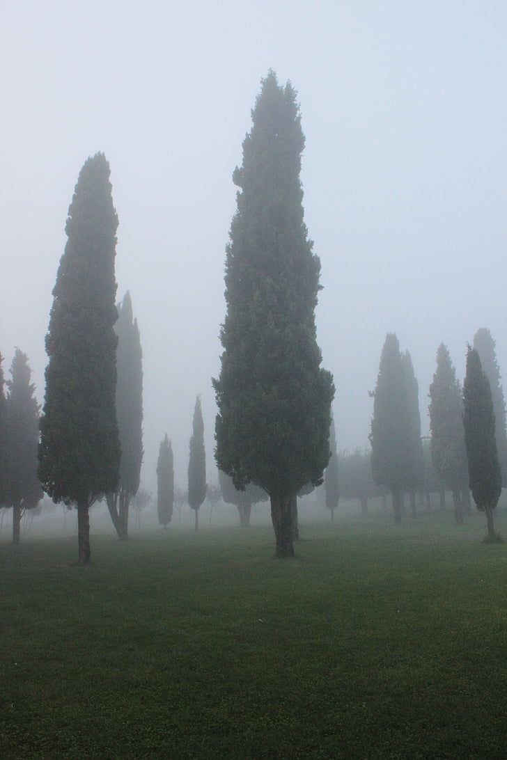 cypress, background, fog