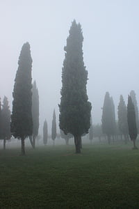 Κυπαρίσσι, φόντο, ομίχλη