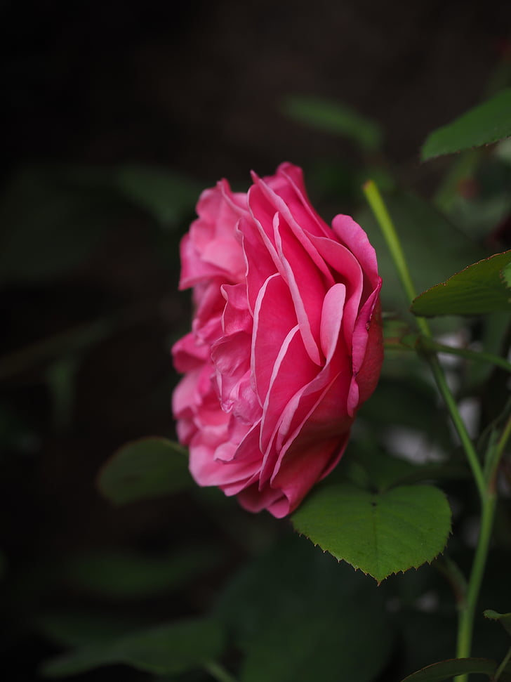 Rosenblüte, Rosa, stieg, Blume, Blüte, Bloom, romantische