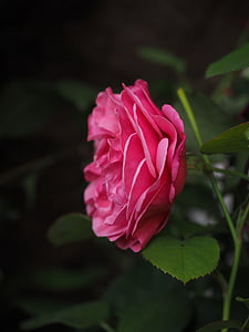 flor rosa, -de-rosa, levantou-se, flor, flor, flor, romântico