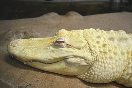 alligator, albino, zoo, white, reptile, animal, nature