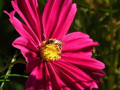 ハチのような, ハチに似ています, 昆虫, 振りかける, 受粉, 花粉を収集します。, 花粉