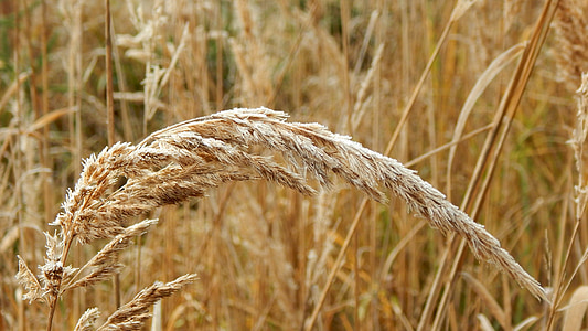 herbe de la Prairie, Luka, en détail, givrage, froide, hiver, macro