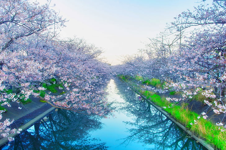 Jaapan, kirss, Yoshino cherry tree, lilled, kevadel, roosa, puit
