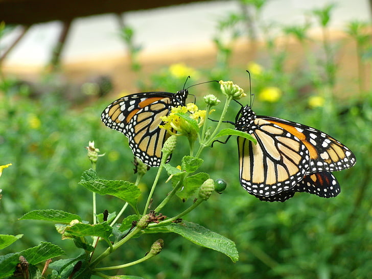 sommerfugl, Gran canaria, besøke parken Palmito