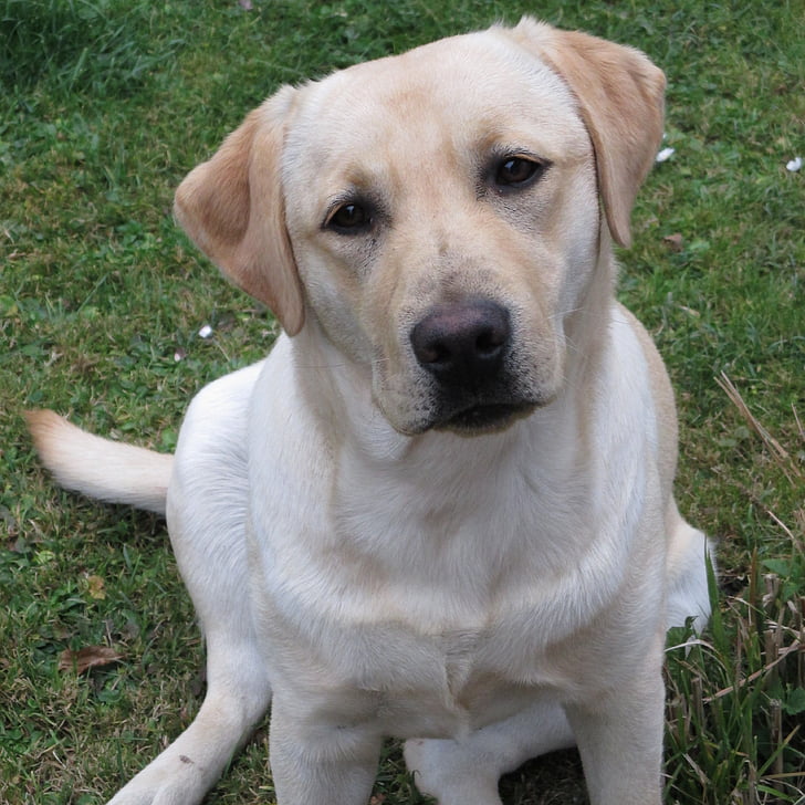 perro, cachorro, animales de compañía, Ver