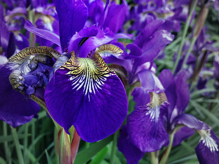 ungu, Iris, bunga, tanaman, musim semi, alam, mekar
