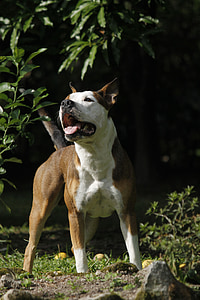 σκύλος, Pitbull, κυνικός, ζώο, κατοικίδιο ζώο, προφίλ σκύλων