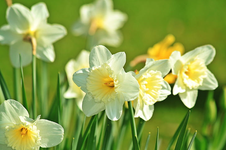 daffodil, daffodils, spring, blossom, bloom, flower, plant