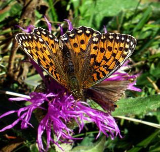 Schmetterling, Fritillary, Blüte, Bloom