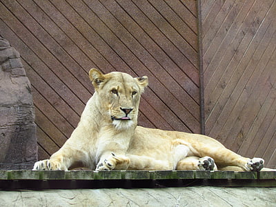 Lioness, katt, vilda, vilda djur, Predator, rovdjur, Zoo