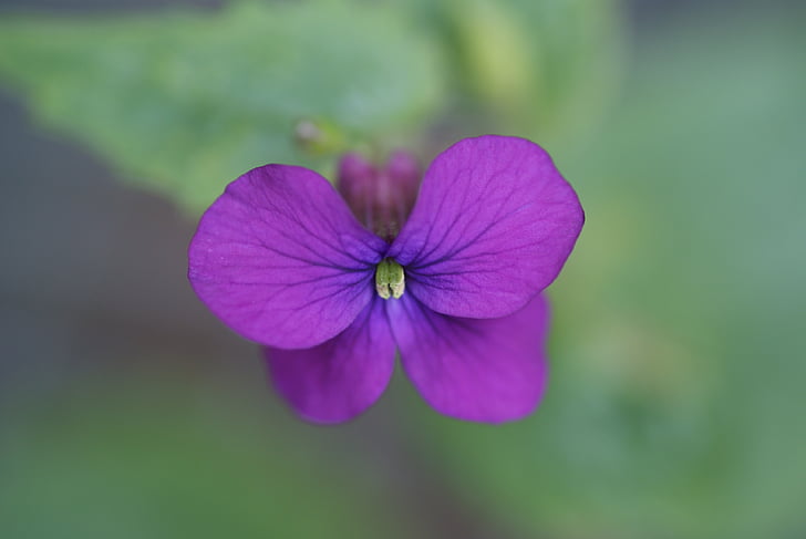 ungu, bunga, alam, kecil, tanaman, kelopak, Close-up