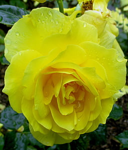Rózsa, Blossom, Bloom, sárga, világos, gyönyörű, zár
