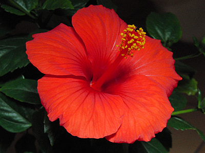 hibiscus, blossom, bloom, plant, marshmallow, mallow, red