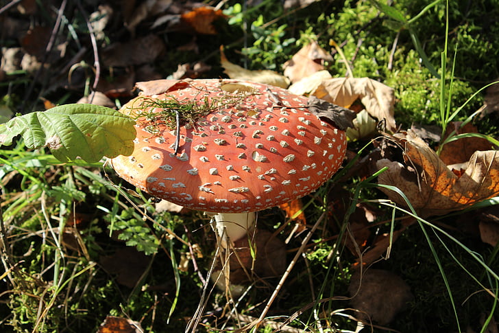 Outono, cogumelo, Amanita, floresta, natureza, cogumelos, Fly agaric vermelho