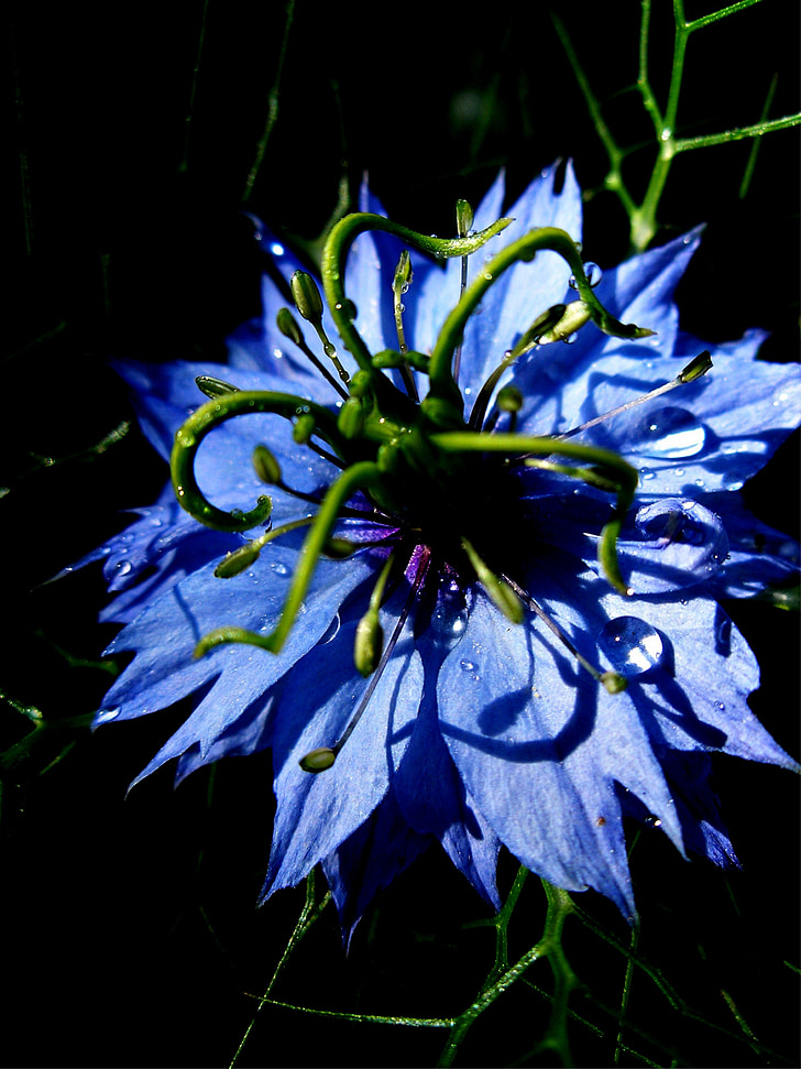 Virgen en el verde, Nigella damascena, flor, flor, floración, azul, planta ornamental