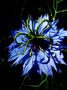 Vergine nel verde, Nigella damascena, fiore, Blossom, Bloom, blu, pianta ornamentale