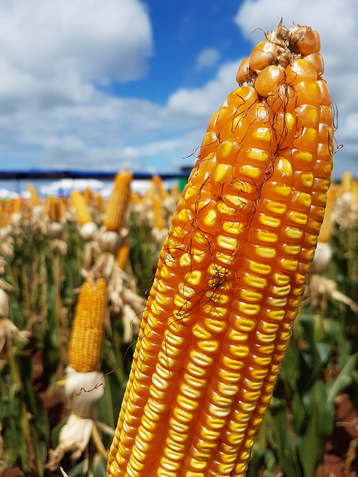 maïs, Plantage, platteland
