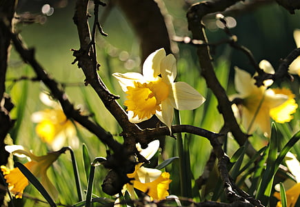 daffodils, yellow, spring, blossom, bloom, flower, narcissus pseudonarcissus