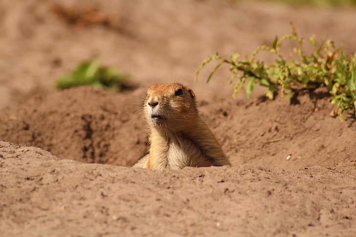 meerkat, cute, zoo, curious, tiergarten, sand, desert
