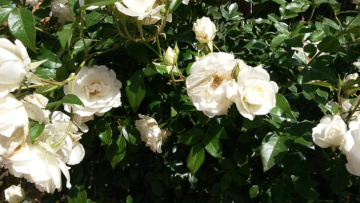 bijele ruže, Ružin grm, vrt, proljeće, ljeto, biljka, Cvjetni