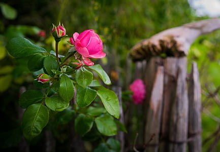 Rosa, bokeh, flor, flor, planta, natura, jardí