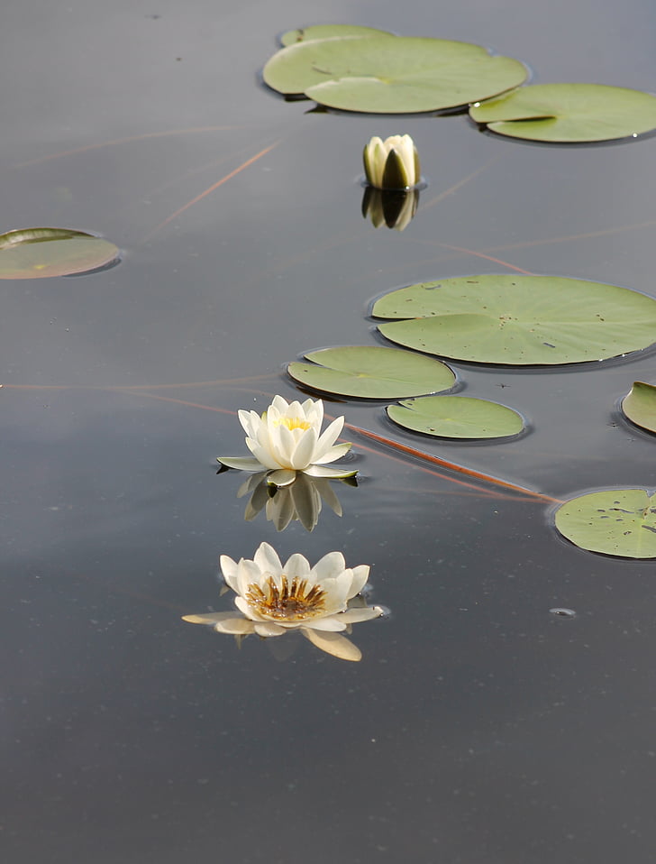waterlily, kelluvalehtinen, water plant, nymphaea candida, lake, lily pad, water lily flower