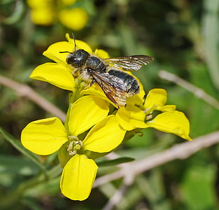 abeilles sauvages, fleurs, jaune, nectar, pollinisation, fleurs sauvages, abeille