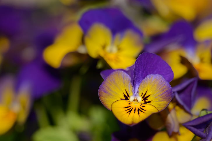 Pansy, Violaceae, flores, violeta, floración, primavera, cerrar