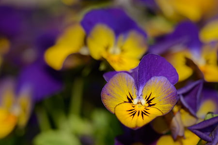 pansy, violaceae, flowers, violet, bloom, spring, close