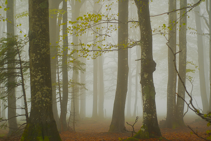 forest, fog, trees, nature, autumn, cold, black forest