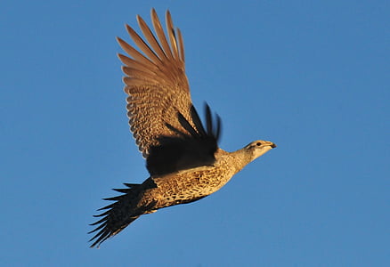 greater sage grouse, flying, portrait, bird, flight, wild, nature