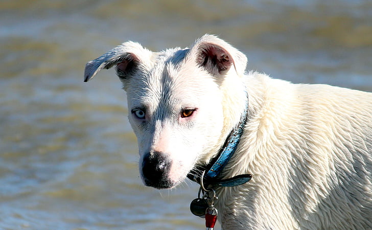 สุนัข, น้ำ, เล่น, ชายหาด, ทะเล, ทะเลสาบ, สุนัขน้ำ