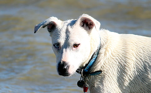собака, води, грати, пляж, море, озеро, водяний собака