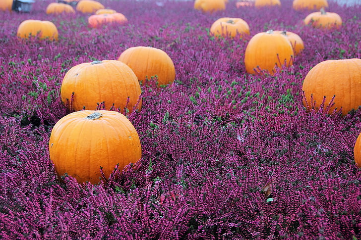 rudens gėlės, herbstdeko, rudenį, Helovinas, Halloween, Vaiduoklių šventė, rudens puošmena, Botanika