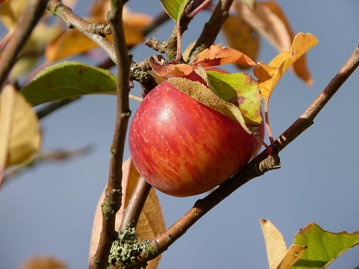 Apple, jeseň, ovocie, zrelé, úroda, jabloň, strom