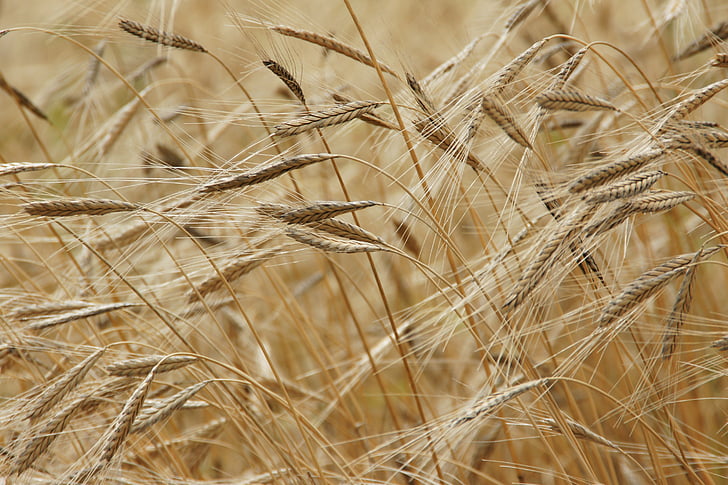 agriculture, barley, close-up, crop, farm, farmland, field