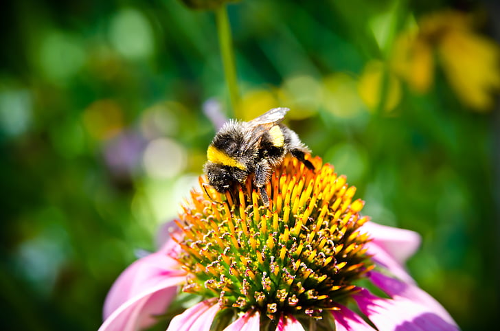 lebah, collectiong Bee serbuk sari, lebah, Close-up view, bunga, hijau, serangga