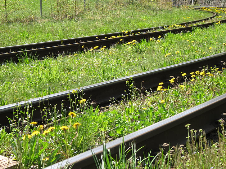 sekti, geležinkelio bėgių kelio, atrodė, pieva, pavasarį, gėlės, žalia