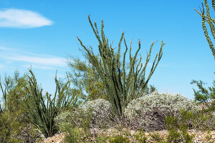 poušť, Cholla, Arizona, jihozápad, závod, vegetace, Příroda