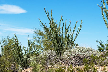 ørkenen, Cholla, Arizona, sørvest, anlegget, vegetasjon, natur