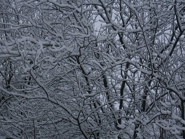fusta, branques, neu, cobert de neu, blanc, l'hivern, arbres